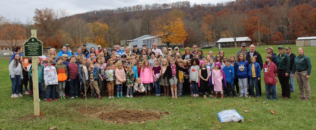 Sugar Maple planted at Friendsville Town Park Garrett News