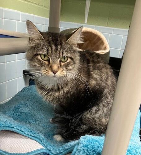 Adorable Adoptables' available at animal shelter | Garrett ...