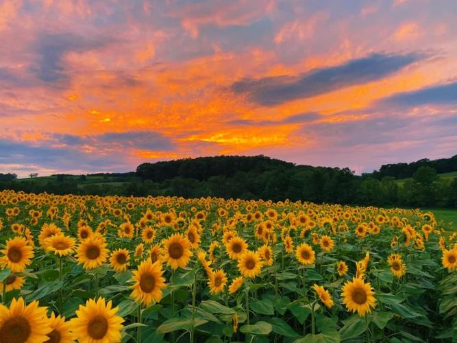 Triple R Farms: in the family for five generations | Garrett News ...