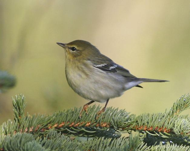 The Blackpoll Warbler