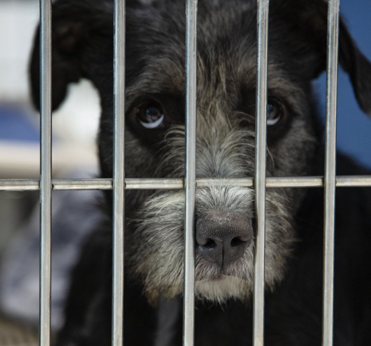 Title: Marley’s Journey: From Abandonment to Hope – New and Tips
