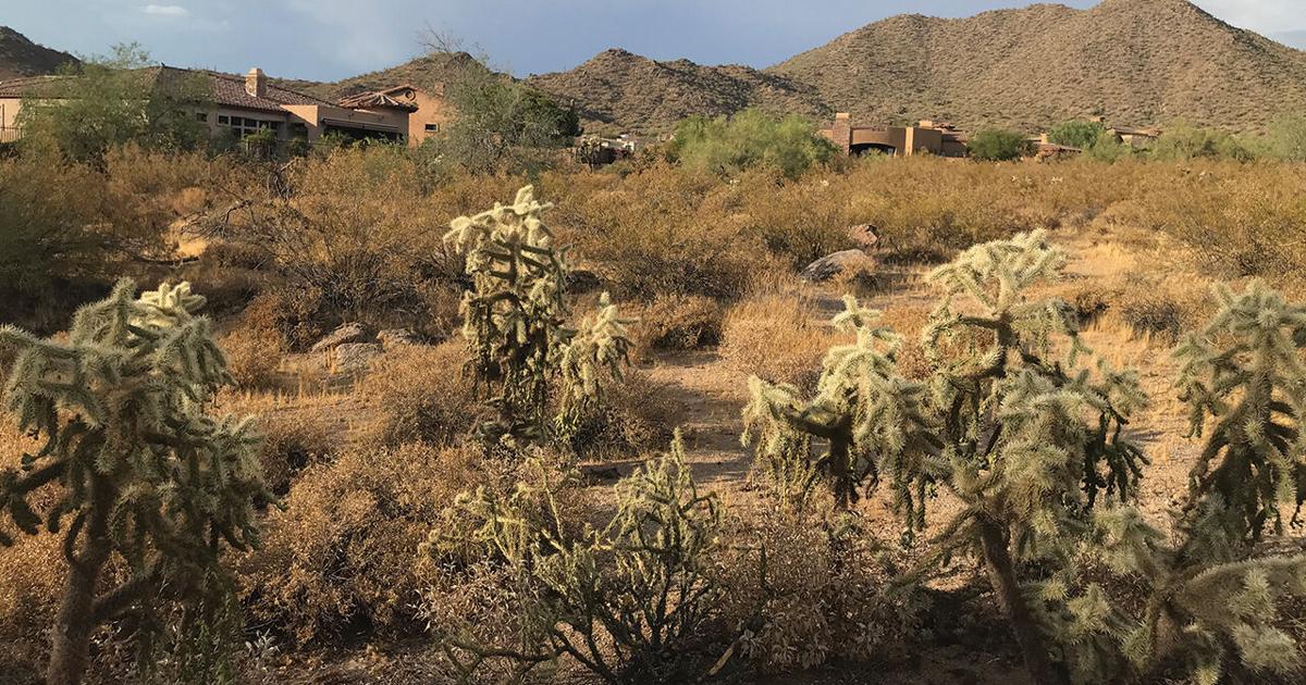 Las Sendas neighbors split on overgrowth | News | themesatribune.com