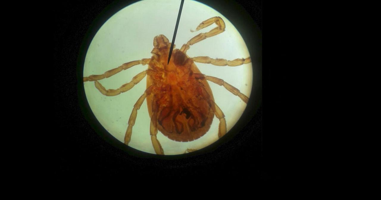 Gillibrand Pushes for Federal Action as Lyme Disease Cases Surge in New York