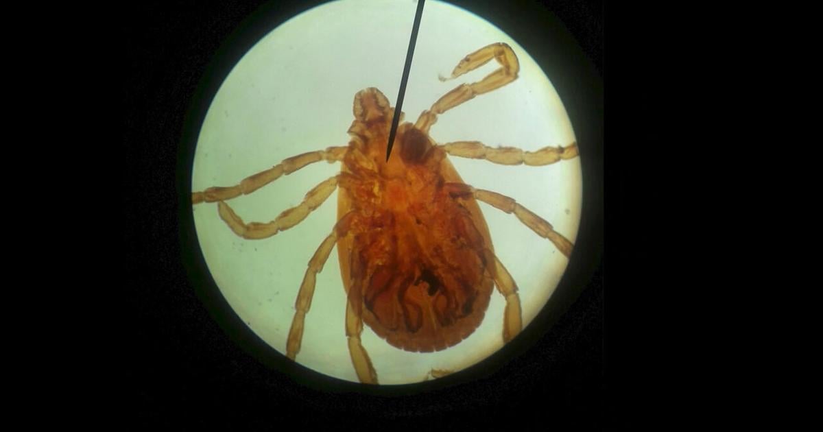 Gillibrand Pushes for Federal Action as Lyme Disease Cases Surge in New York