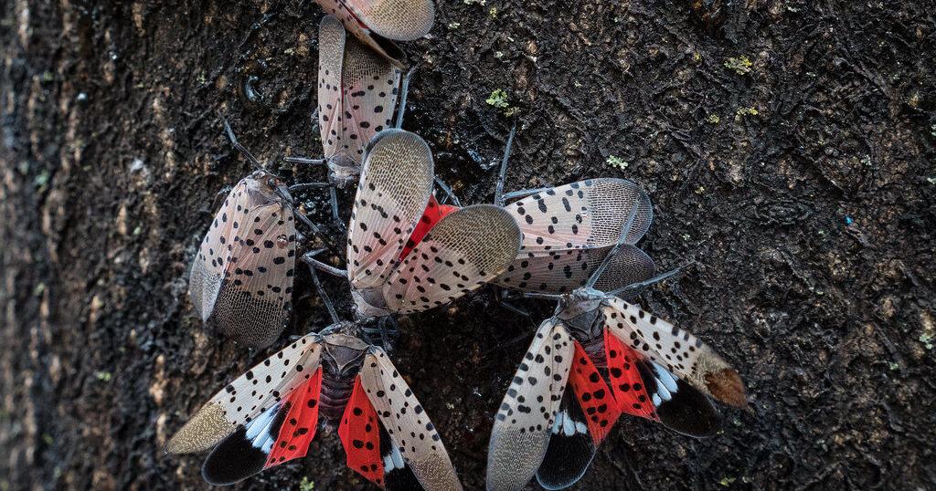 Spotted lanternfly poses growing threat in Upstate New York