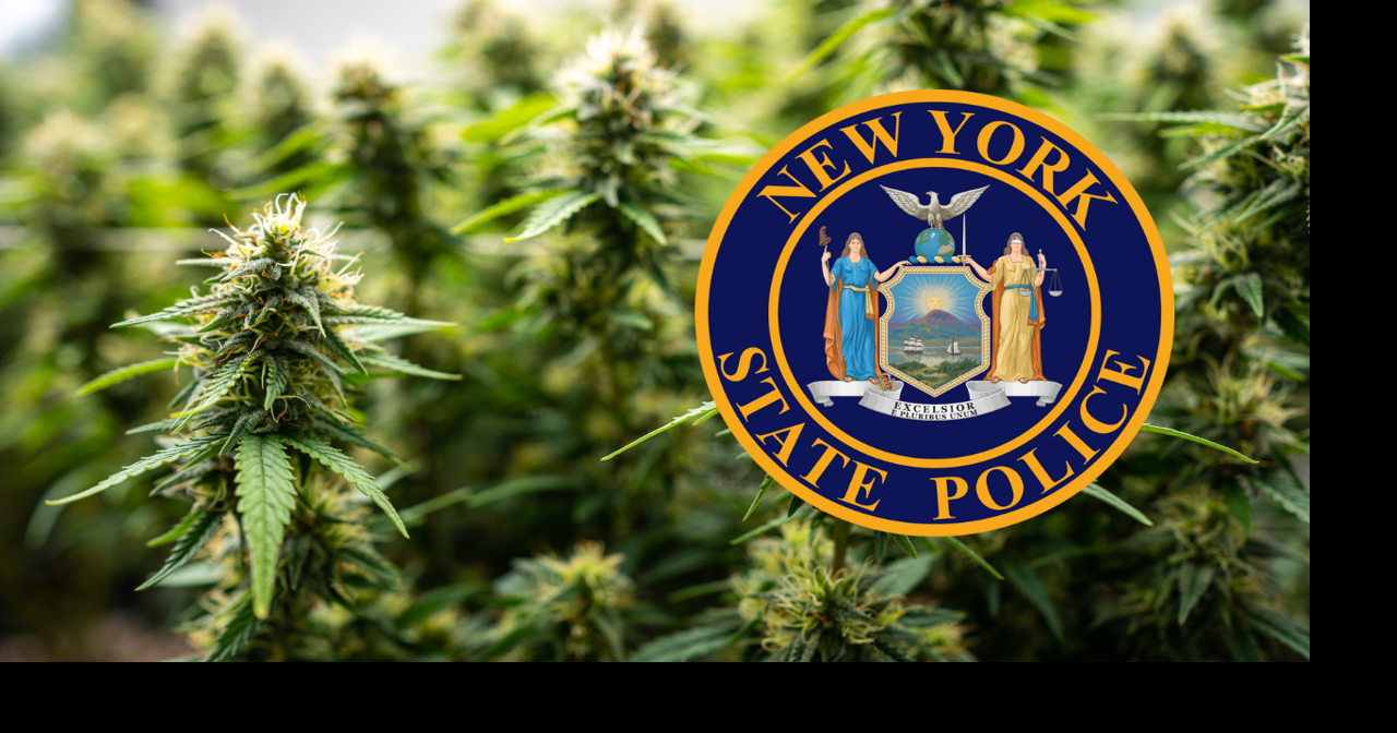Traffic stop in Clifton Park leads to 150-pound cannabis seizure