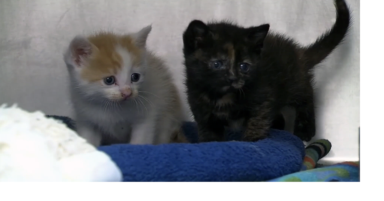 Chemung County warns residents after Elmira cats, skunks test positive for rabies