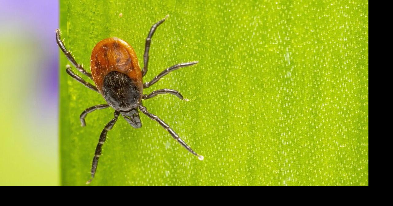 Researchers warn of growing tick-borne meat allergy