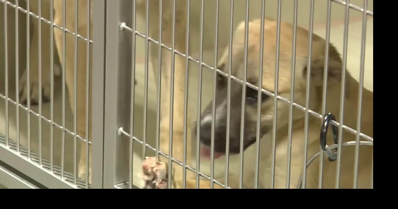 Chemung County Public Health sends out warning about rabies in Elmira