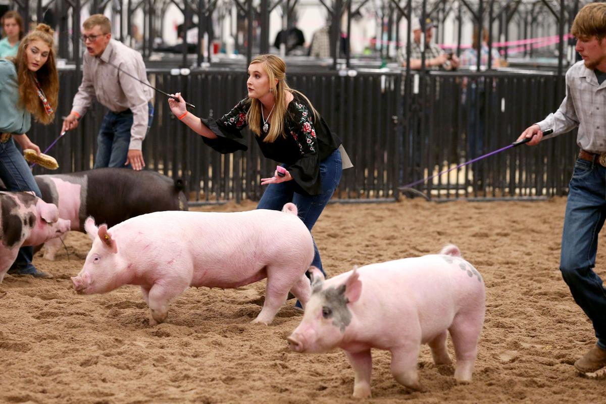 20200806-feat-fairpigs-mc-12.JPG
