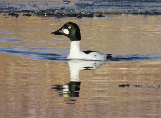 Birds count, especially for the annual Christmas Bird Count News