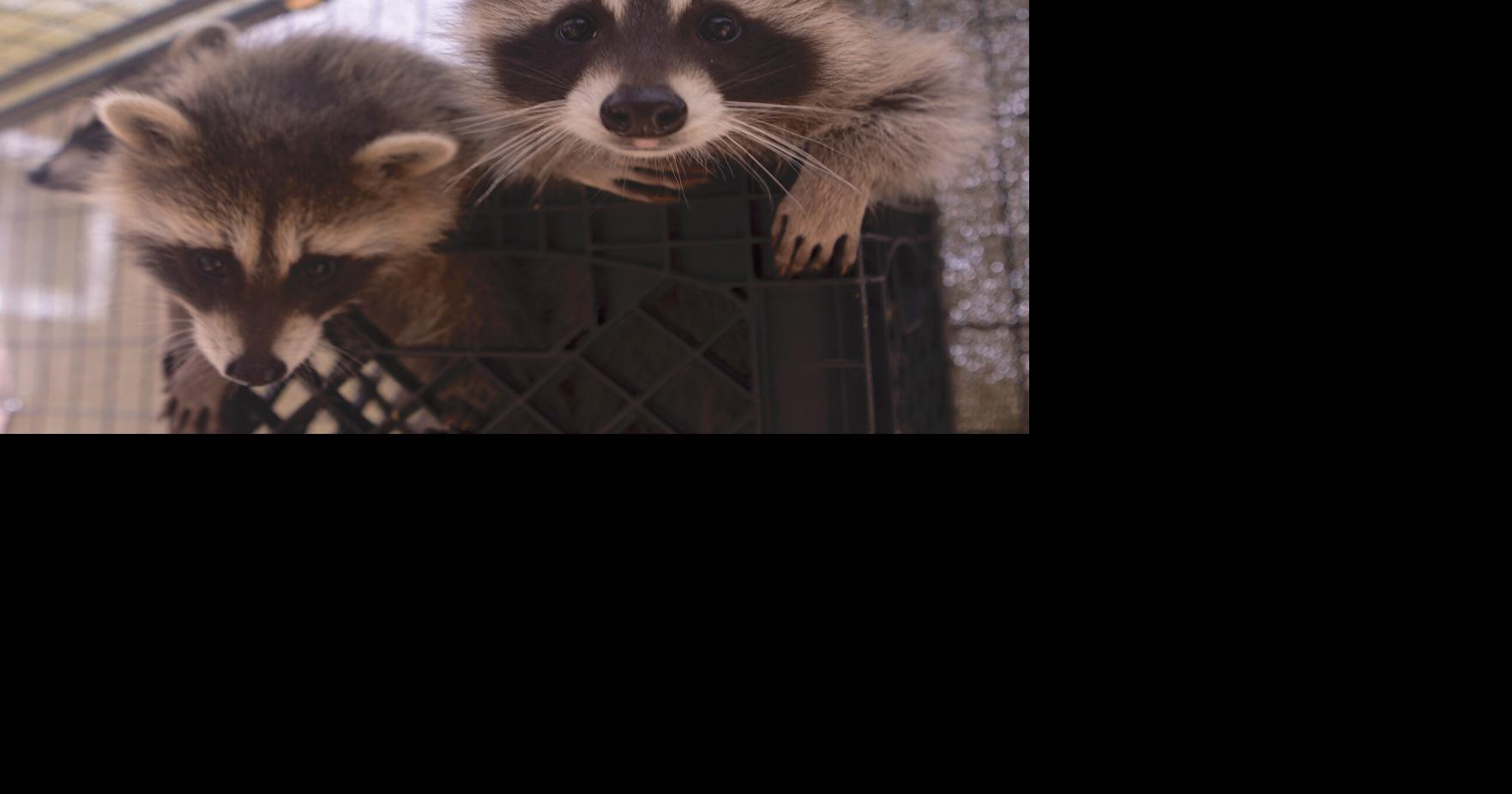 Historically warm weather hitting wildlife hard, says Wyoming animal rehabber