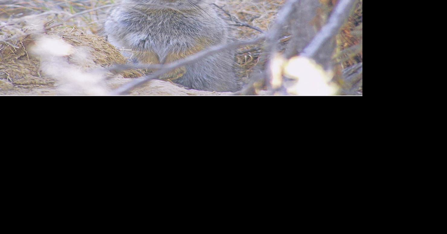 Groups seek endangered status for pygmy rabbits | News | wyomingnews.com