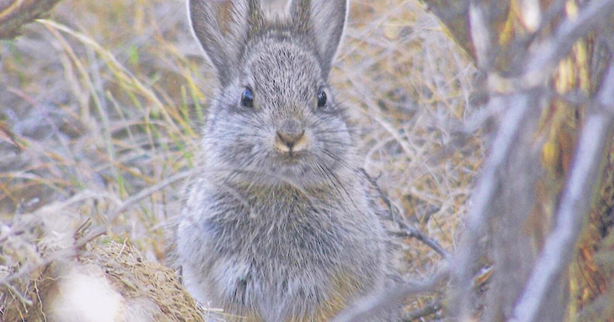 Pygmy Rabbit Communtity Groups seek endangered status for pygmy rabbits | News | wyomingnews.com