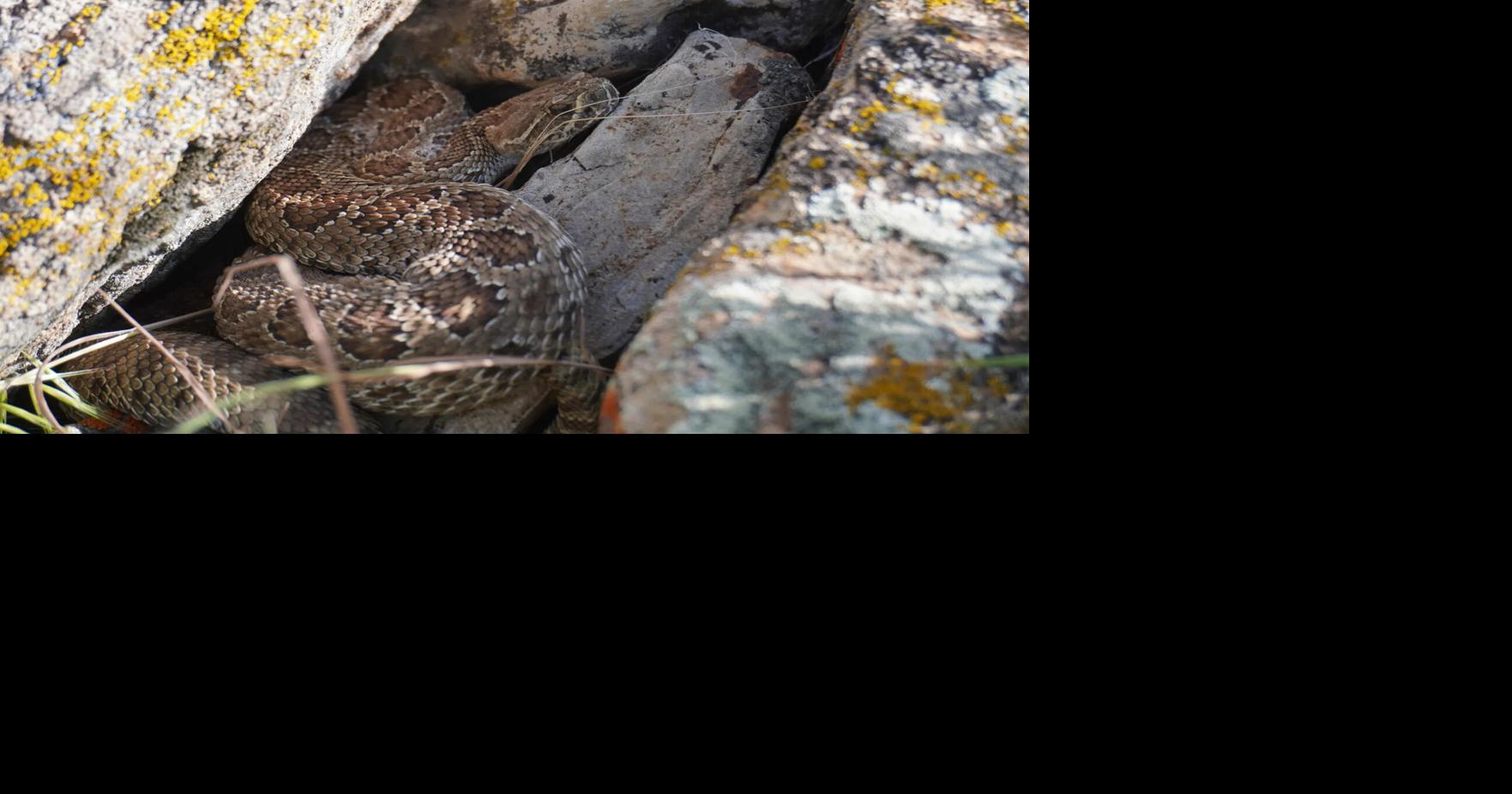 The rattlesnakes of Sinks Canyon: Some lack rattles, others den alone but shed their skins with friends
