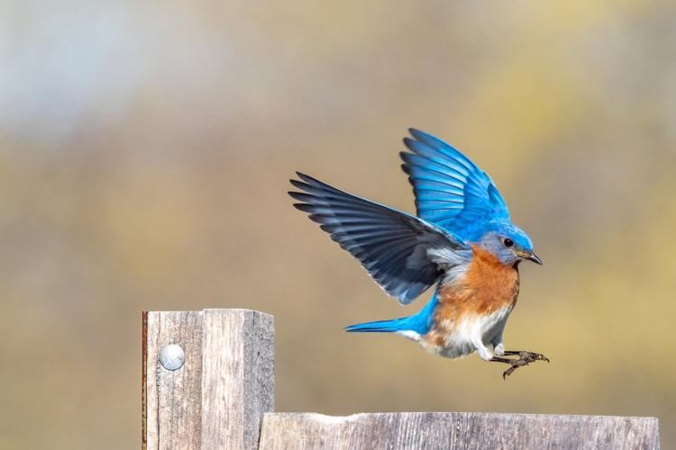 Look what I got! - Bluebird Banter