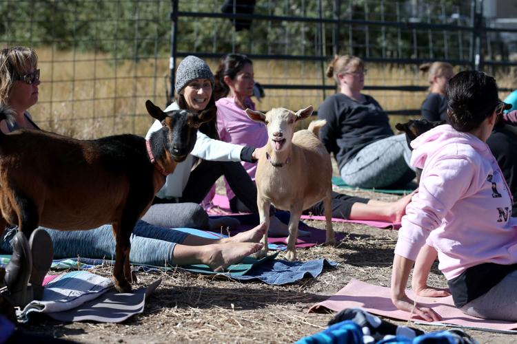 Goats, yogis enjoy south Cheyenne fundraiser Gallery