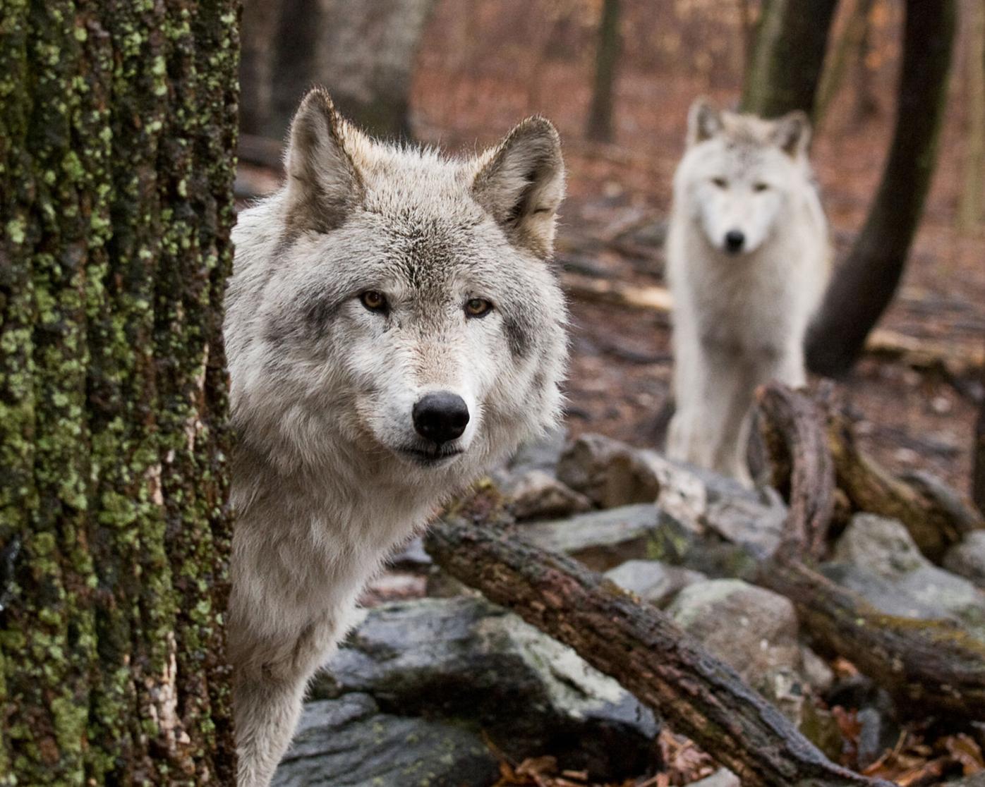 Are wolves a threat to Colorado hikers? | Outdoors | wyomingnews.com