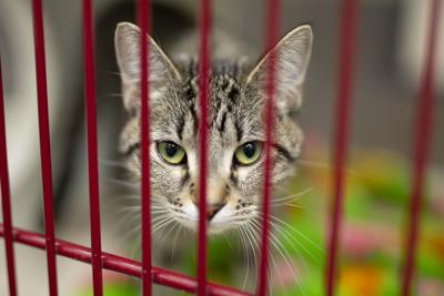 Top 144 + Cheyenne animal shelter - Lifewithvernonhoward.com