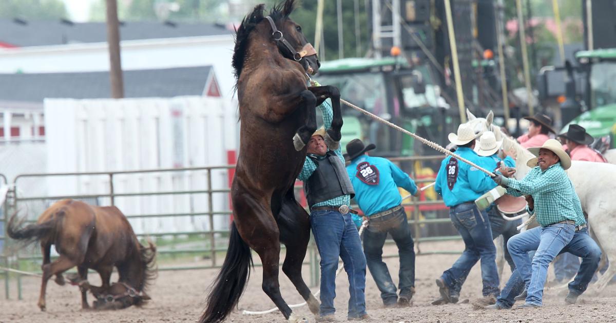 Cheyenne Rodeo Foal Racing Wild horse racing brings excitement | Cheyenne Frontier Days ...