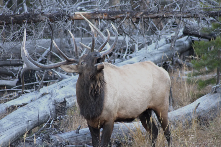 Overpopulated elk herds damage rangeland, but who should pay the cost