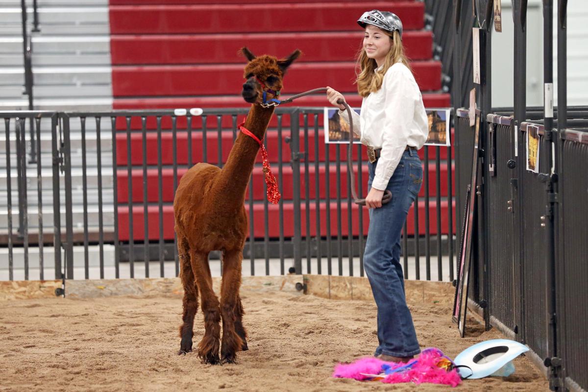 20200730-feat-fairalpacas-mc-1.JPG