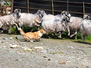 Meet Daphne, the tiny corgi who thinks she’s a sheep dog