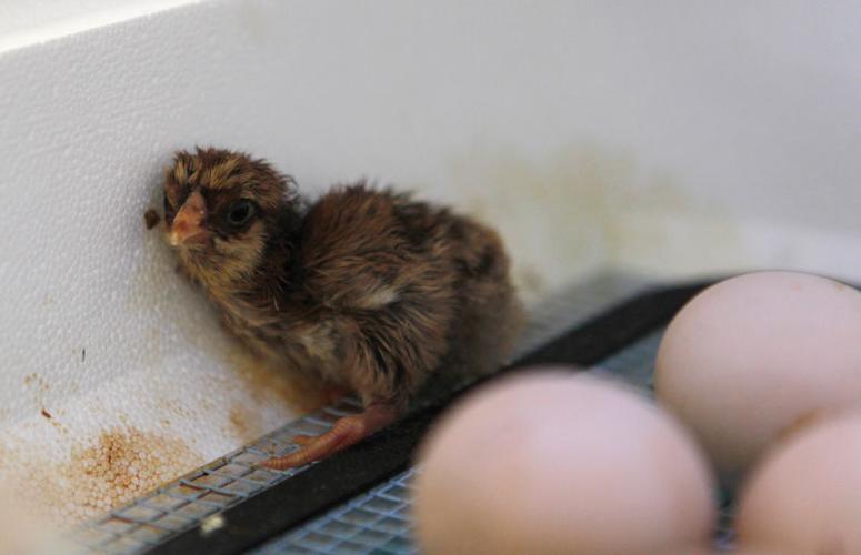 Cheyenne’s Meadowlark Elementary students hatch chickens as science