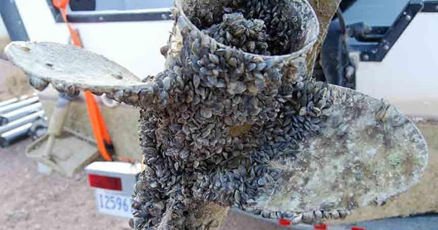 Why Yellowstone is implementing strong new anti-mussel rules - Vimarsana News