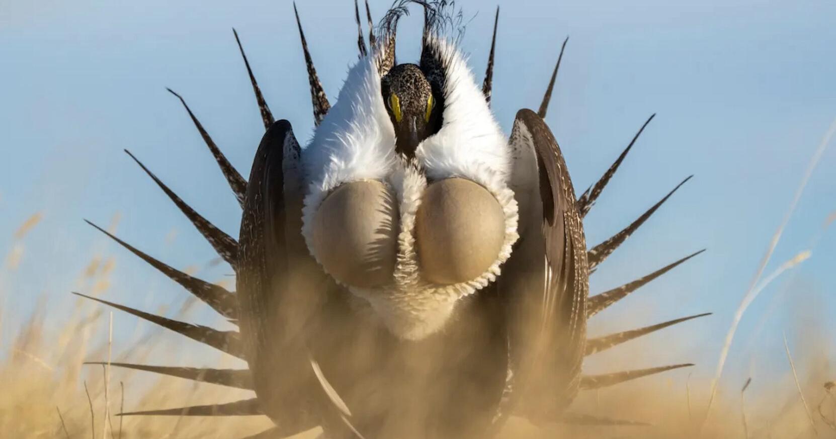 Wyoming stakeholders nudge feds in opposing directions on sage grouse conservation plan - Vimarsana News
