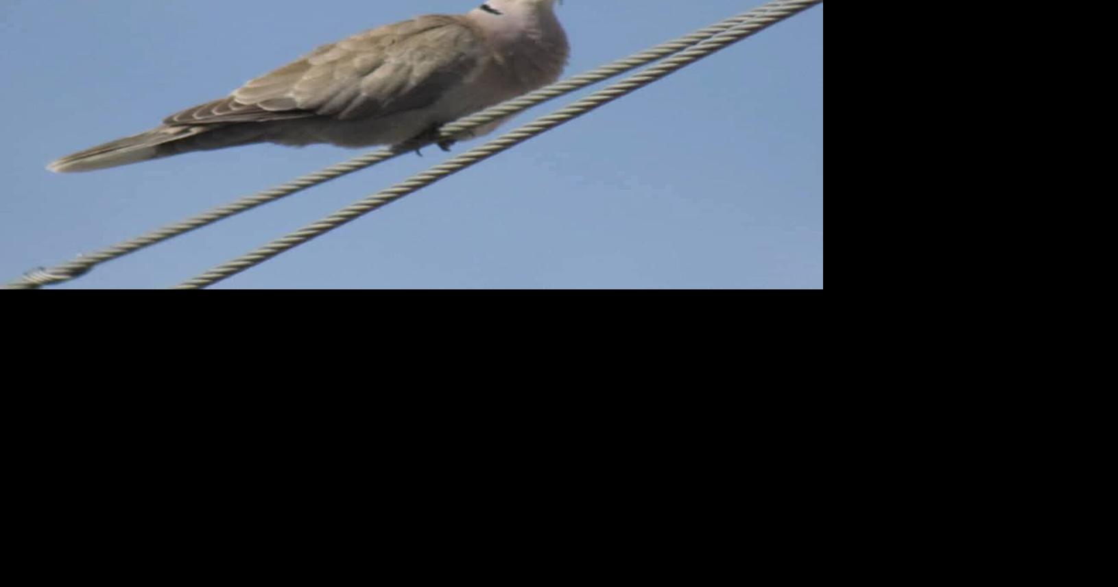 Viral disease outbreak detected in Rock Springs dove population