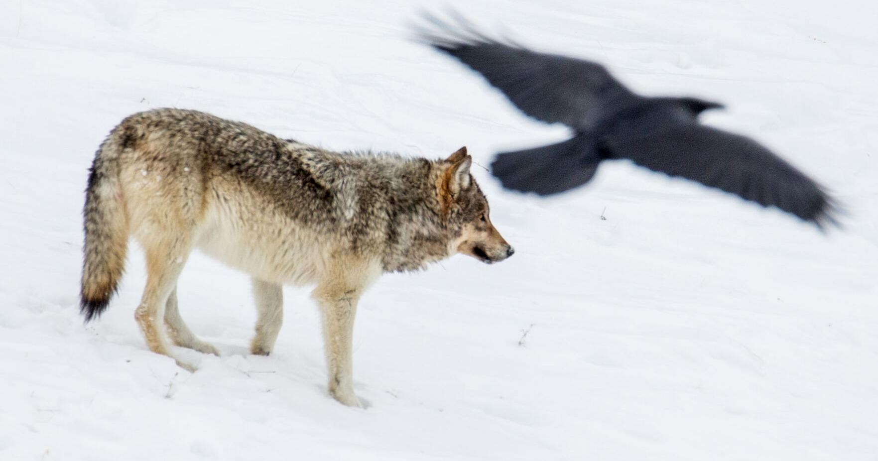 Hunting predators: Johnson County predator board gets full funding request - Vimarsana News