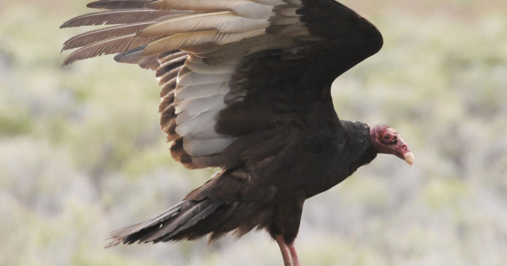 Keeping an eye out for turkey vultures - Vimarsana News