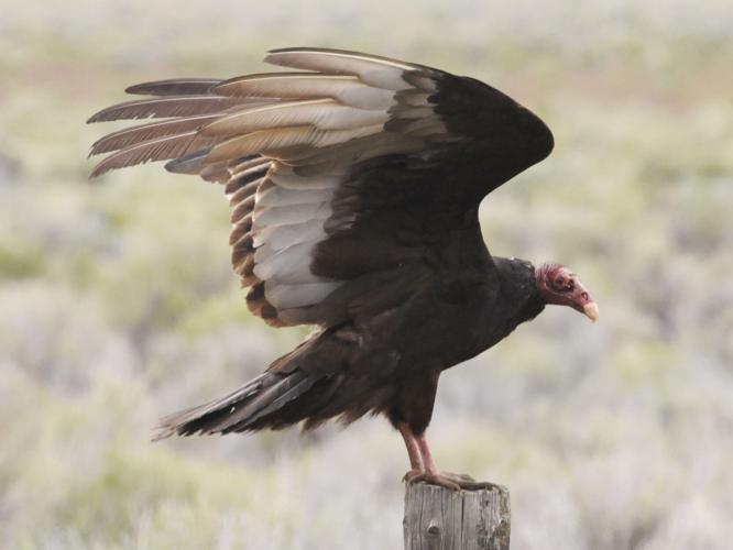 Travsky-turkey vulture 1