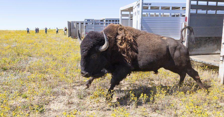 Returning 'relatives': Yellowstone sends more buffalo to tribes, fewer to slaughter - Vimarsana News