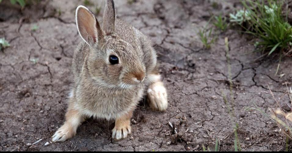 Report dead wild rabbits to Game and Fish | Rocket Miner | wyomingnews.com