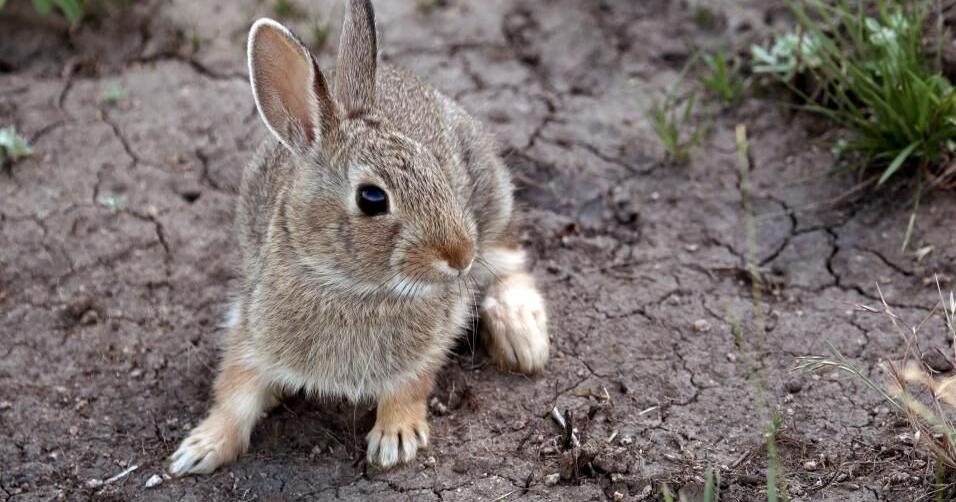 Report dead wild rabbits to Game and Fish | Rocket Miner | wyomingnews.com