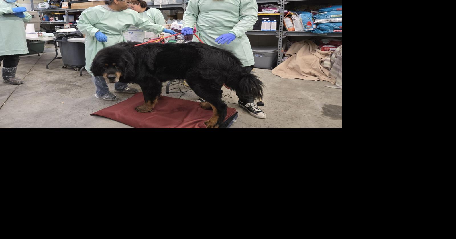 Laramie County man arrested after more than 100 neglected animals found ...