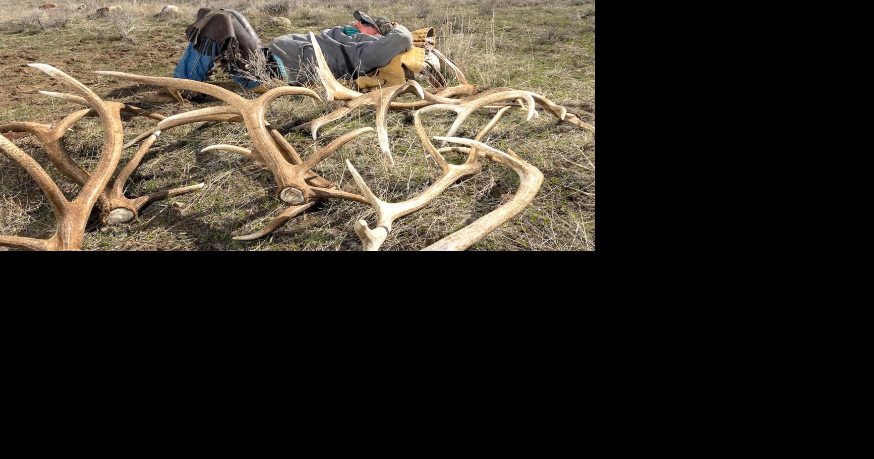 Wyomingites dig new antler regs — they’re even shed hunting because of them, survey finds