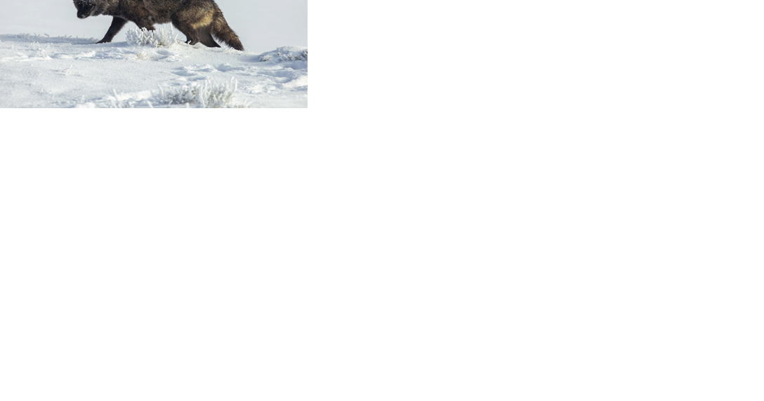 Wyoming cites law to justify secrecy about wolf's alleged torture. But it may not apply. | State - Vimarsana News