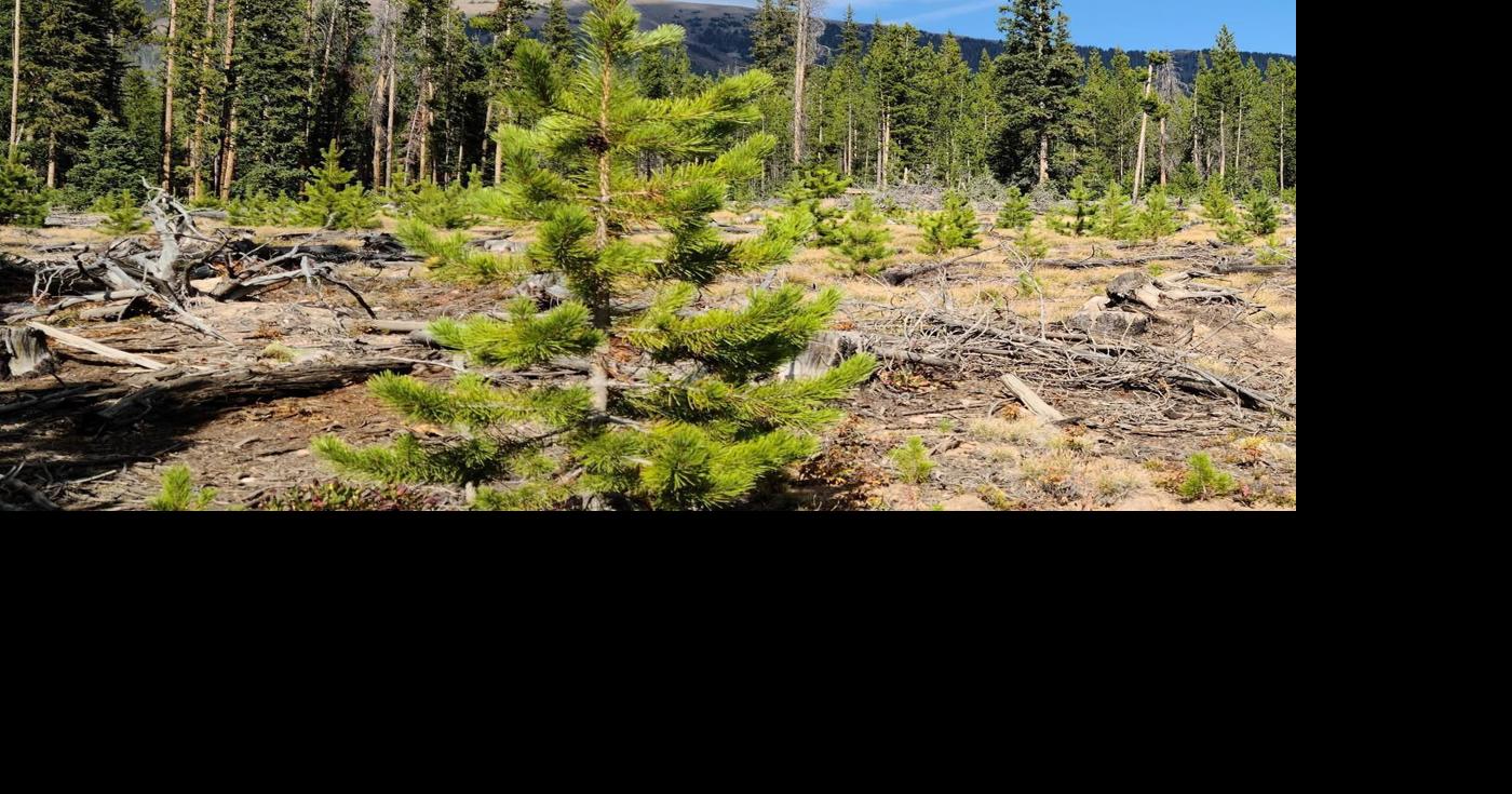 Christmas Tree Permits Wyoming 2022 Christmas Tree Permits For National Forests Now Available Online | State |  Wyomingnews.com