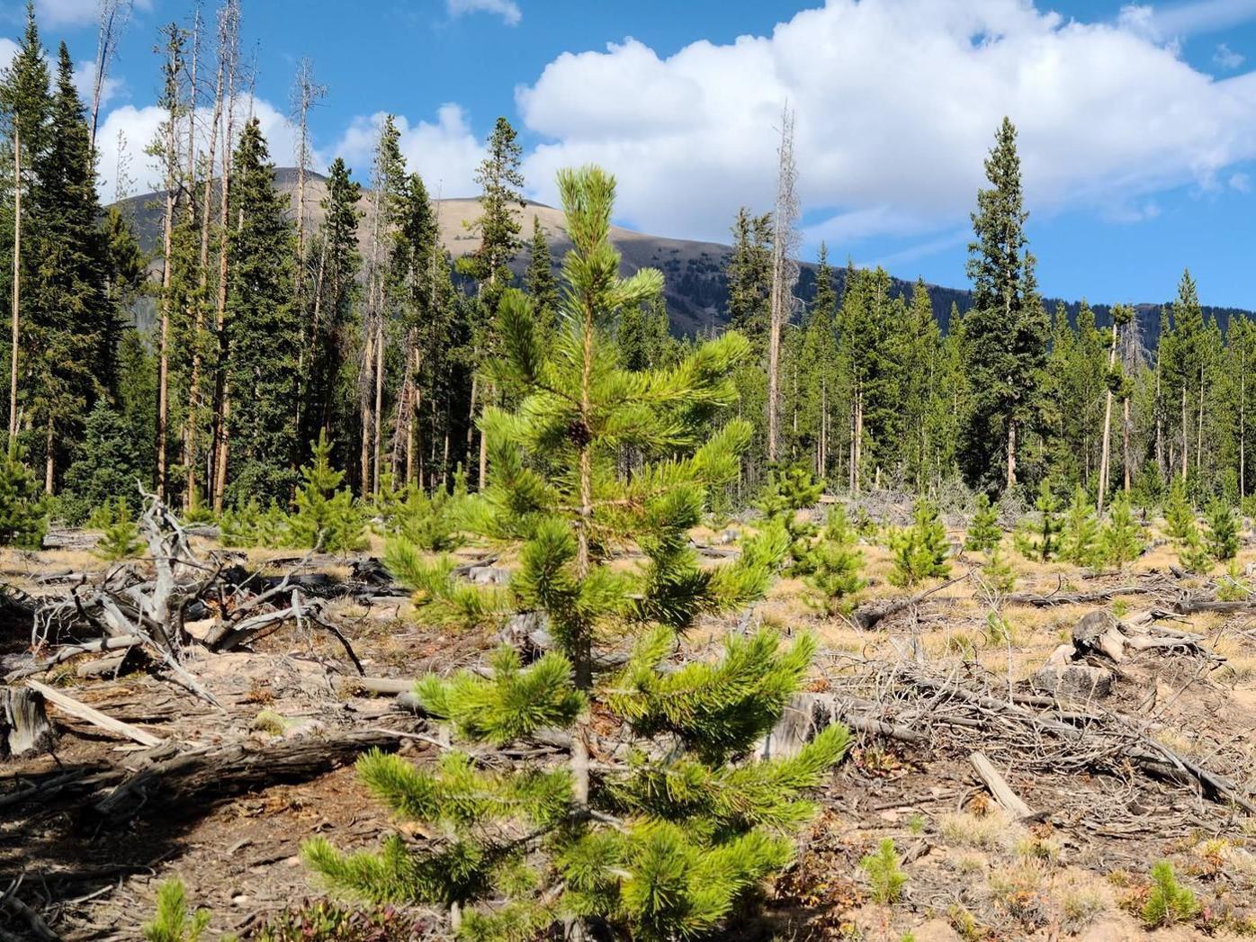 2022 Wasatch Christmas Tree Permit Christmas Tree Permits For National Forests Now Available Online | State |  Wyomingnews.com