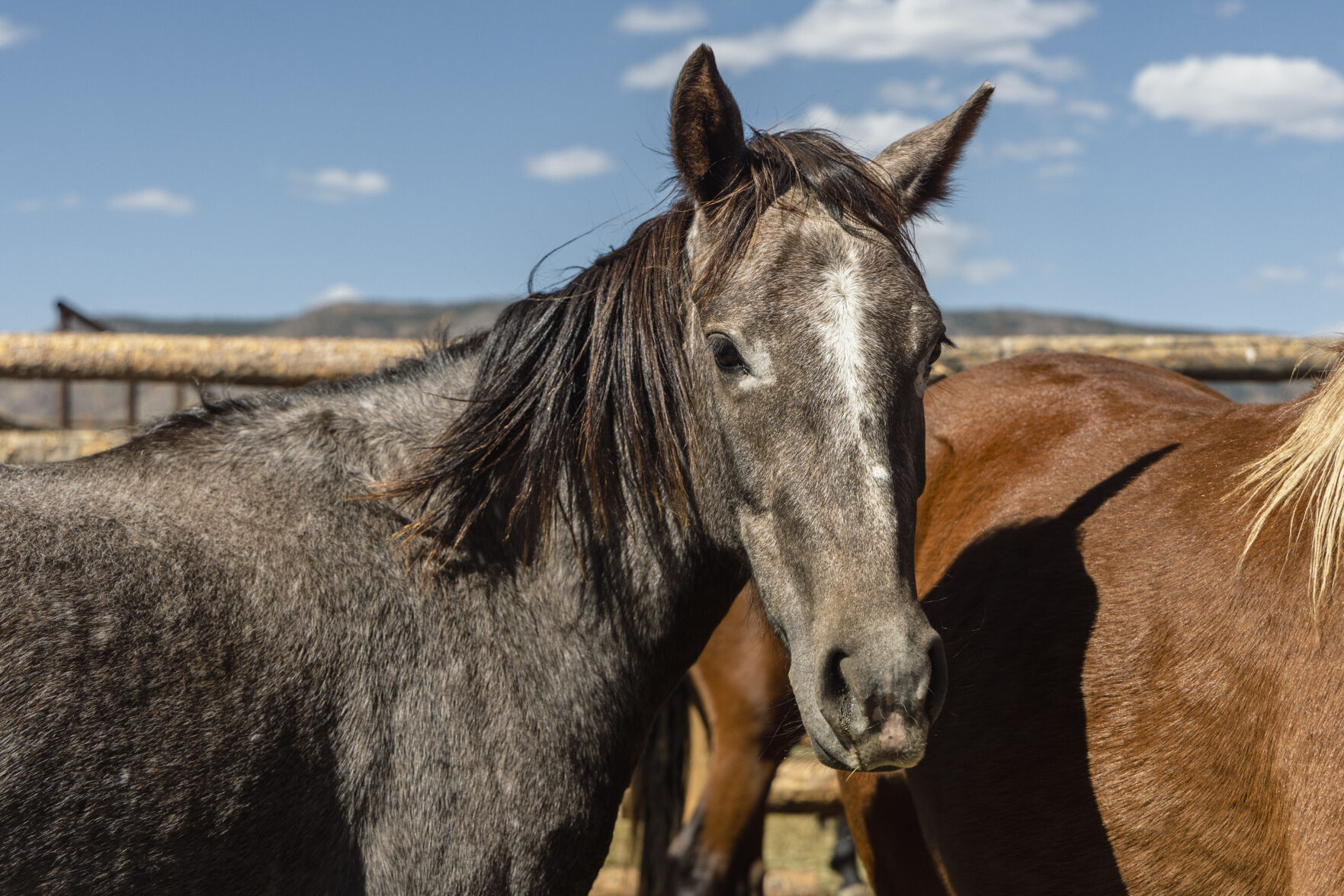 BLM plans wild horse and burro adoption events in September, October ...