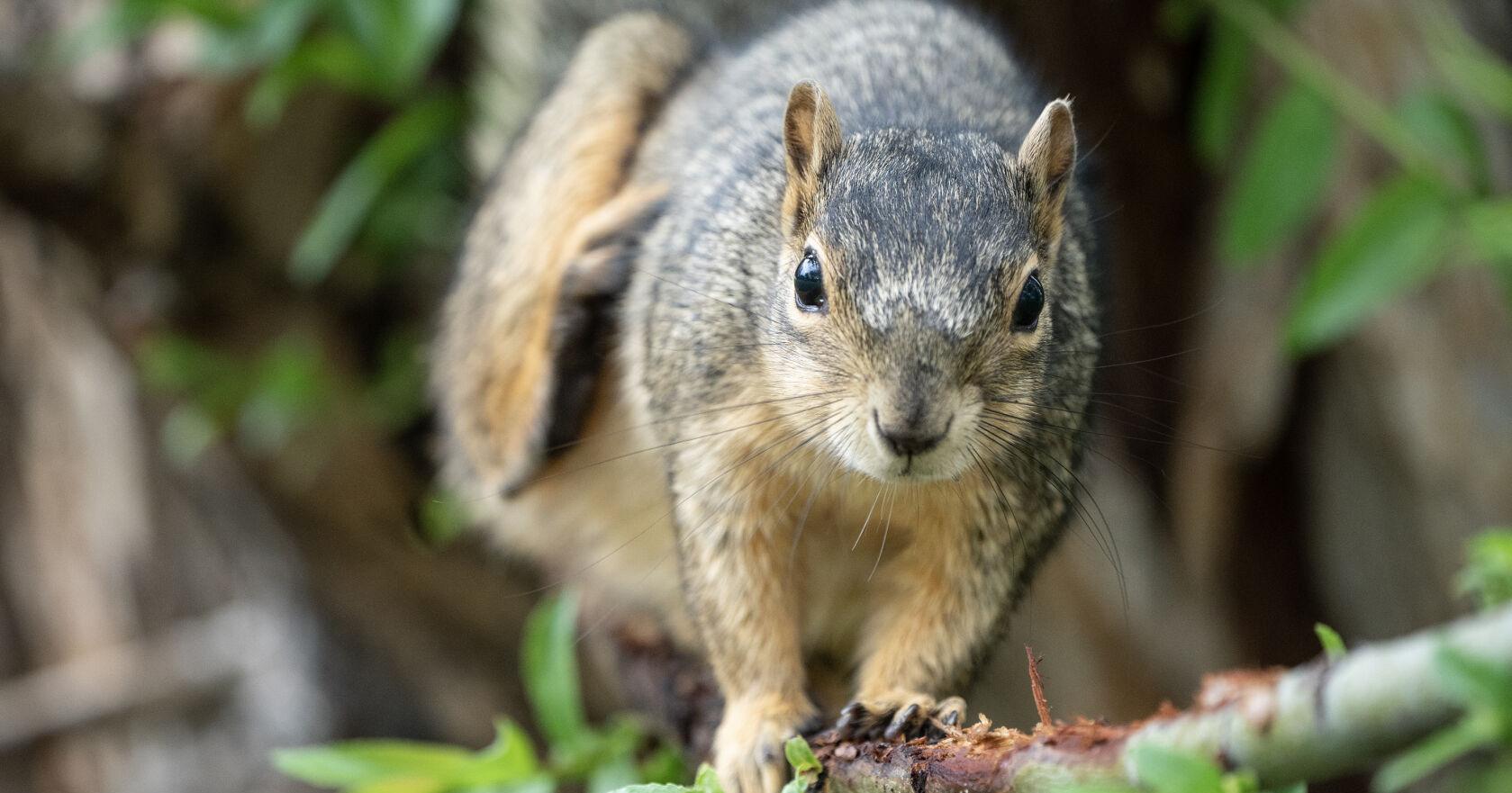 City of Cheyenne urges residents not to feed squirrels - Vimarsana News