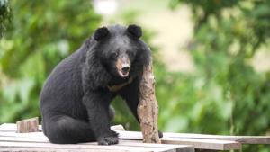 Moon bears feel grass for first time after rescue from illegal farm