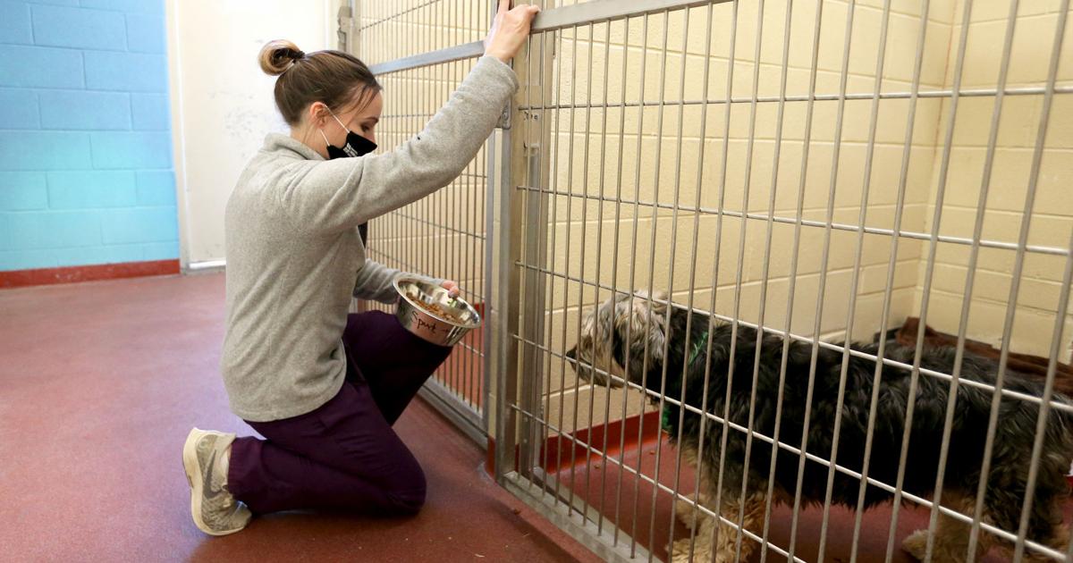 New bills would require owners of impounded animals to pay for cost of care  | Local News 
