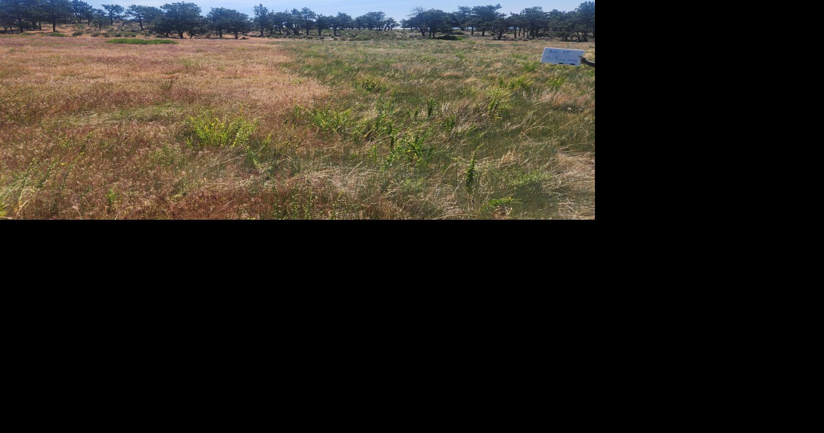 Weed control reaches new heights