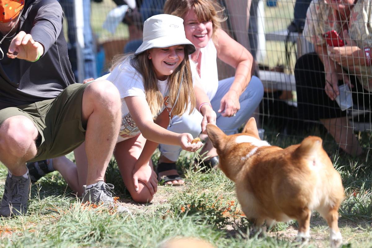 20200905-feat-corgiderby-mc-1.JPG
