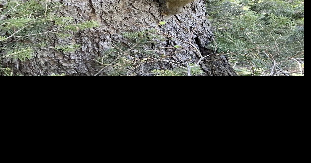 Getting squirrely in October