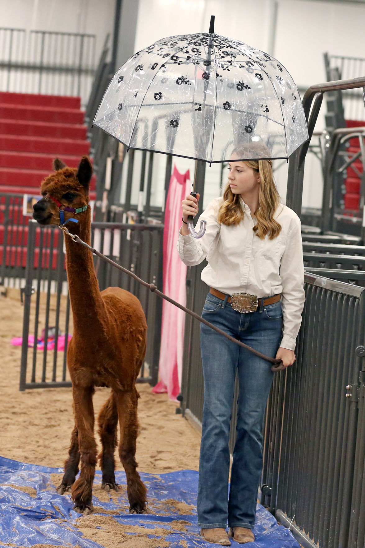 20200730-feat-fairalpacas-mc-4.JPG
